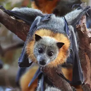Bat image